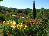 /album/galerie-de-photos-floraisons/jardin-comp-01-jpg/